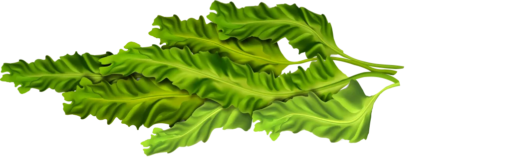 algae